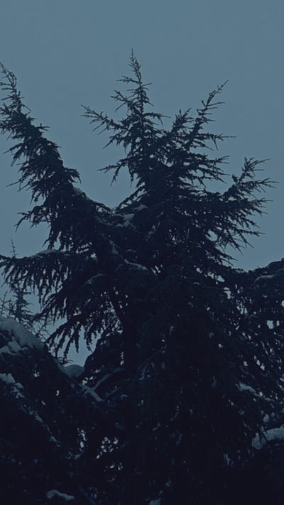 Slow motion video of tree trops blowing in the wind, their branches covered in snow and with a dark blue background.